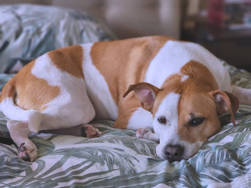犬の下痢・軟便ケア中に休むベッドの犬