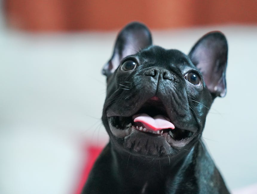 犬の歯磨きケアのフレンチブルドッグ