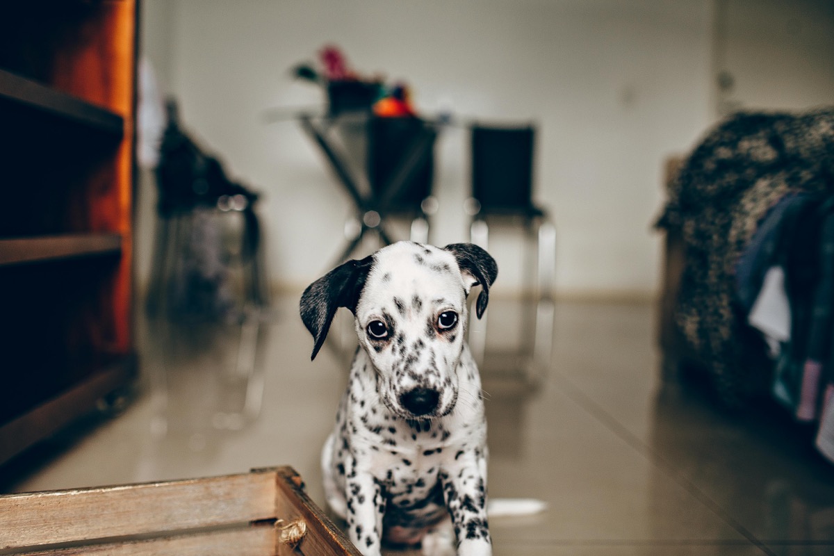 犬の分離不安ケアのために一人で待つ犬の様子