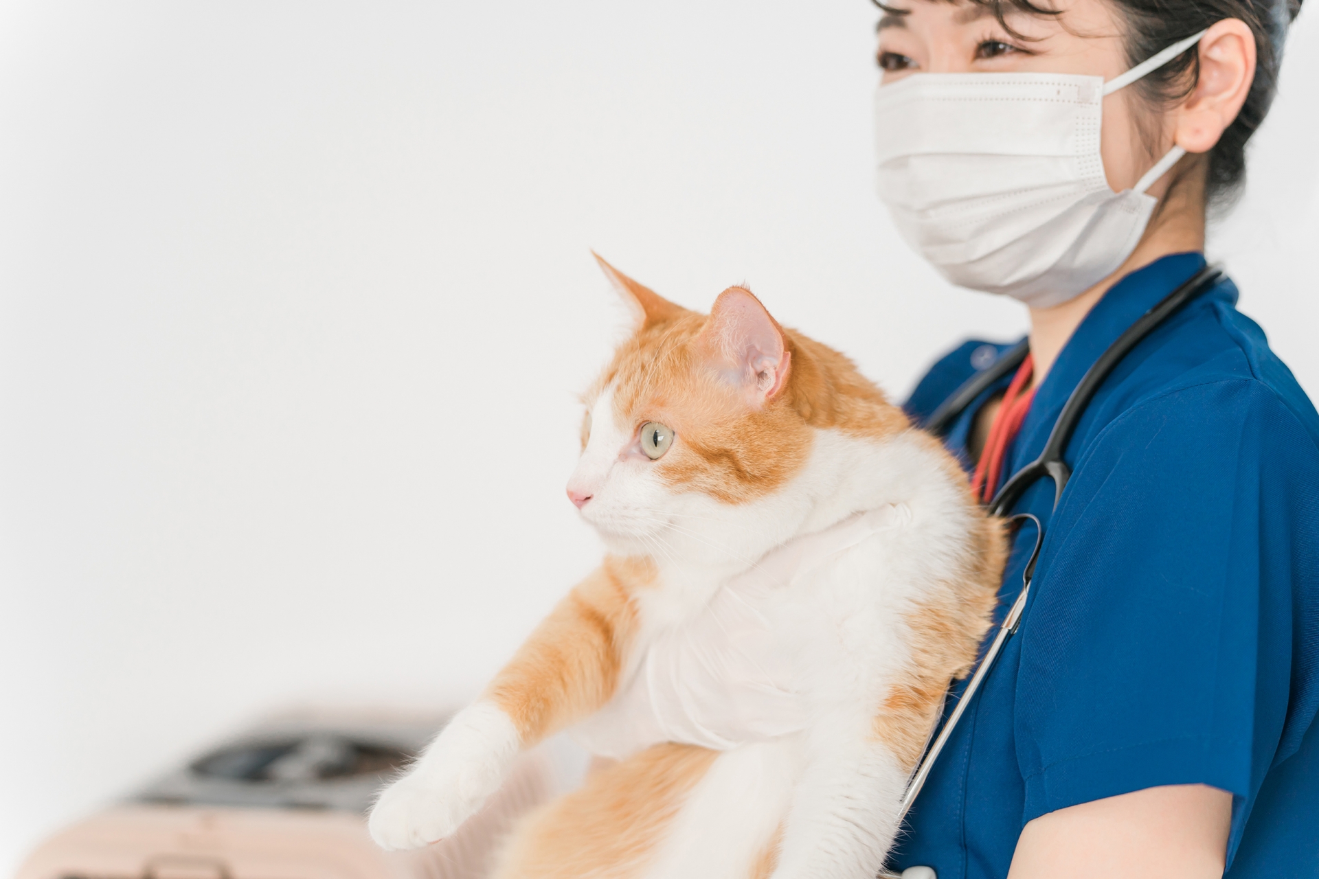 猫のかかりやすい病気を診察する獣医師