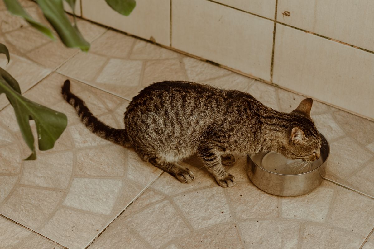 猫の水分不足を防ぐための給水と水分補給