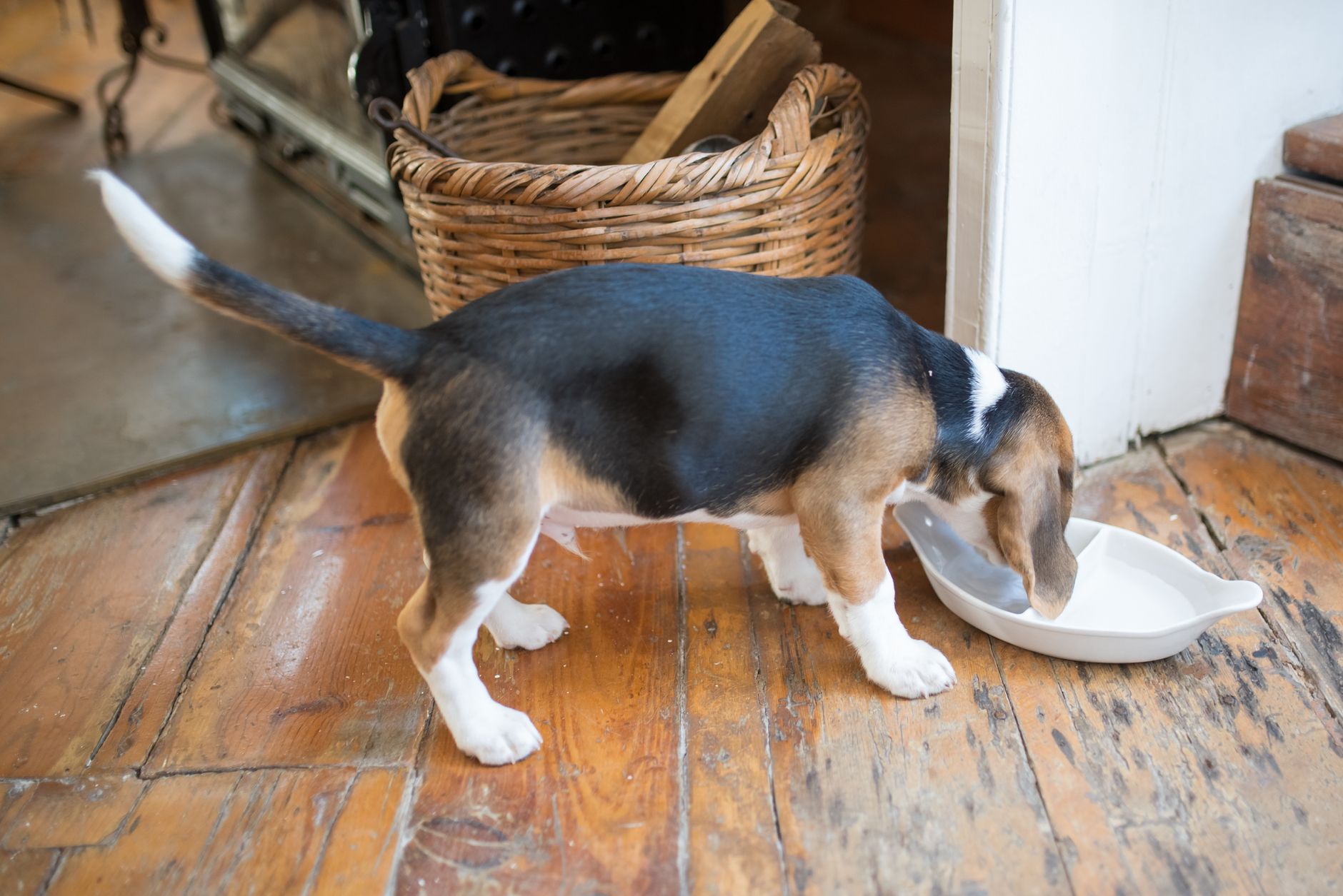 犬の手作りごはん｜ボウルから食べるビーグル