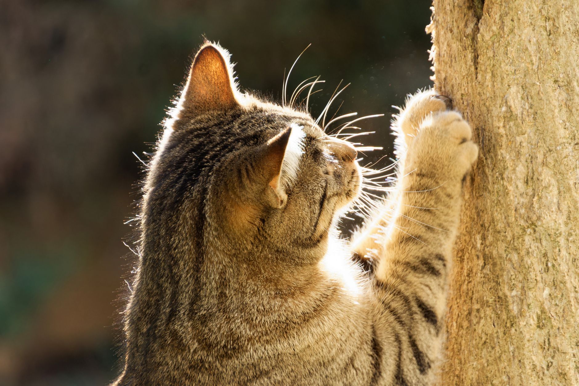 猫の爪とぎ｜木に爪を立てる猫