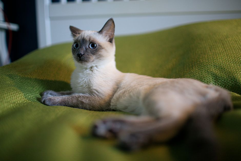 スリム体型のシャム猫を迎える前に知りたい健康管理の注意点